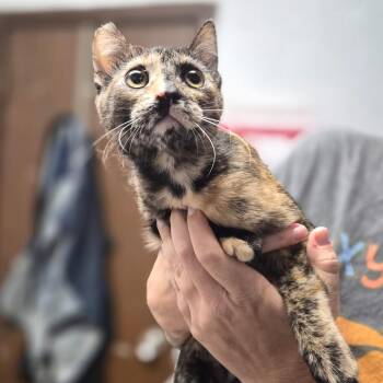 Tessie -  Domestic Short Hair Cat for Adoption in Wahiawa, Hawaii - Tessie | PetCurious