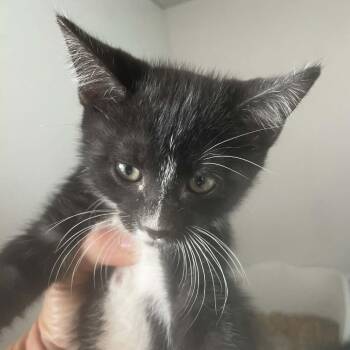 Domestic Short Hair Cats Available for Adoption in Hemet, California - Trinket | PetCurious