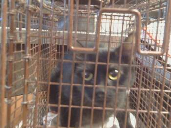 Rescue Domestic Medium Hair and Domestic Short Hair Cats for Adoption in Sacramento, California - A903946 | PetCurious