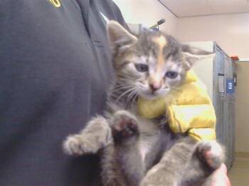 BOLIVIA -  Domestic Short Hair Cat for Adoption in Sacramento, California - BOLIVIA | PetCurious