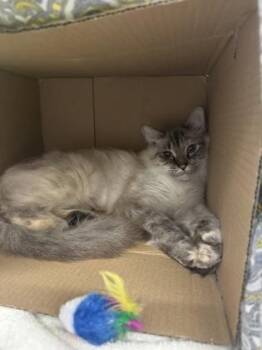 Strazinsky -  Domestic Long Hair and Domestic Short Hair Cat for Adoption in Vero Beach, Florida - Strazinsky | PetCurious