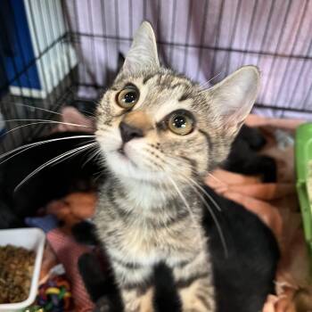 Chicken Coop -  Domestic Short Hair Cat for Adoption in Salisbury, Massachusetts - Chicken Coop | PetCurious