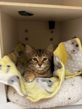 Quinn -  Domestic Short Hair Cat for Adoption in Kalispell, Montana - Quinn | PetCurious