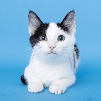 Dottie -  Domestic Short Hair Cat for Adoption in Franklin, Tennessee - Dottie | PetCurious