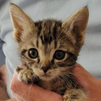 Primm -  Domestic Short Hair Cat for Adoption in Wickenburg, Arizona - Primm | PetCurious