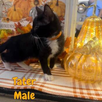 Tater -  Domestic Short Hair Cat for Adoption in Madison, Wisconsin - Tater | PetCurious