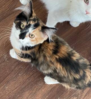 Domestic Medium Hair Cats Available for Adoption - Daisy | PetCurious