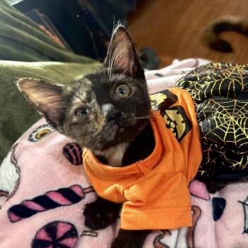 Buttercup -  Domestic Short Hair Cat for Adoption in San Antonio, Texas - Buttercup | PetCurious