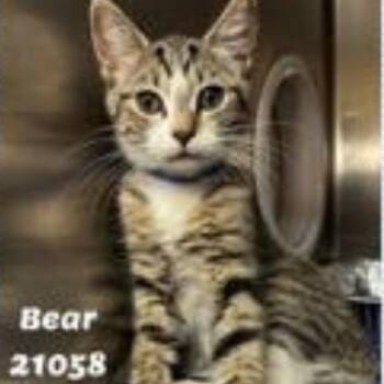 Bear 3 -  Domestic Short Hair Cat for Adoption in Cumming, Georgia - Bear 3 | PetCurious