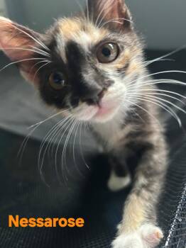 Nessarose -  Domestic Short Hair Cat for Adoption in Longwood, Florida - Nessarose | PetCurious