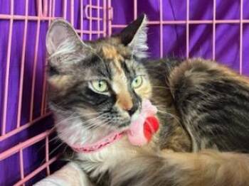 Marmalade -  Domestic Long Hair Cat for Adoption - Marmalade | PetCurious