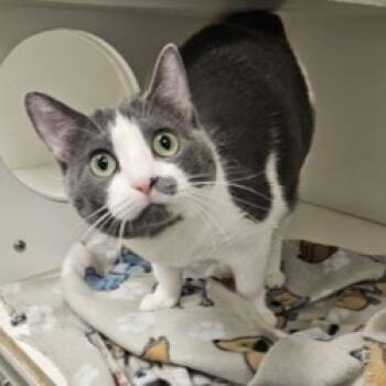 Rescue Domestic Short Hair Cats for Adoption in Dallas, Texas - Gwendolyn | PetCurious
