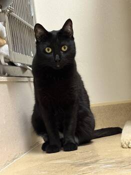 Midnight -  Domestic Short Hair Cat for Adoption in Brick Township, New Jersey - Midnight | PetCurious
