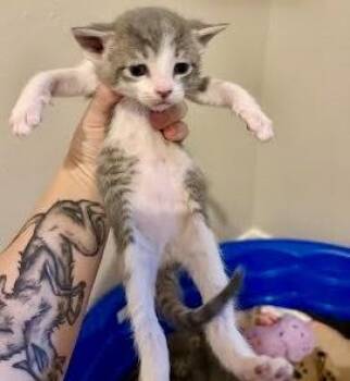Freddy (pre adopt) -  Domestic Short Hair Cat for Adoption in Fort Worth, Texas - Freddy (pre Adopt) | PetCurious