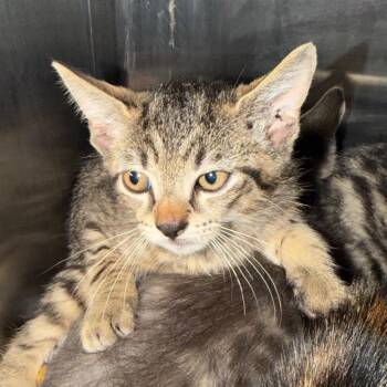 Walmart -  Domestic Short Hair Cat for Adoption in Morganton, North Carolina - Walmart | PetCurious