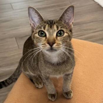 Pea -  Domestic Short Hair Cat Available for Adoption in Jupiter, Florida - Pea | PetCurious
