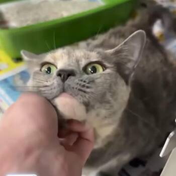 Mary Jane -  Domestic Short Hair Cat for Adoption in South Riding, Virginia - Mary Jane | PetCurious