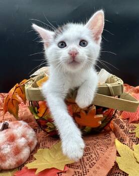 Panda -  Domestic Medium Hair Cat for Adoption in Huntington Beach, California - Panda | PetCurious