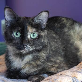 Domestic Short Hair Cats Available for Adoption in Pontiac, Michigan - Macchiato | PetCurious