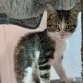 Kelly -  Domestic Short Hair Cat for Adoption in Knoxville, Tennessee - Kelly | PetCurious
