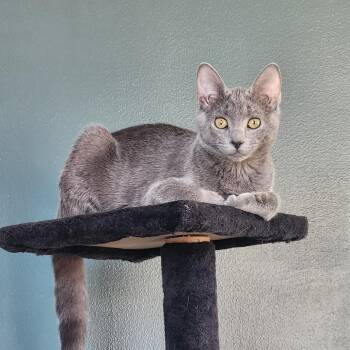 Domestic Short Hair Cats Available for Adoption in Baltimore, Maryland - Donkey Kong | PetCurious