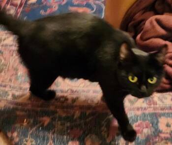 Domestic Short Hair Cats Available for Adoption in Battle Ground, Washington - Dottie | PetCurious