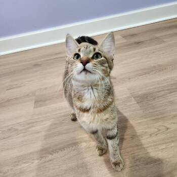Little Miss Sunshine -  Domestic Short Hair Cat for Adoption in Portage, Michigan - Little Miss Sunshine | PetCurious
