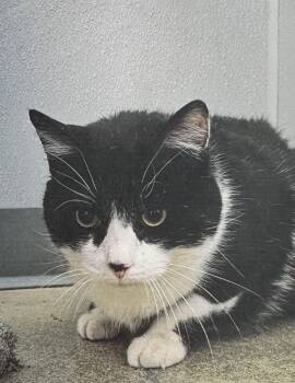 Rescue Domestic Short Hair Cats for Adoption in Fort Madison, Iowa - Viper | PetCurious