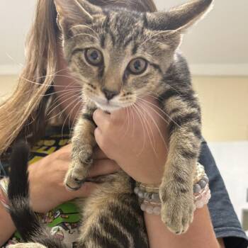 Meatloaf -  Domestic Short Hair Cat for Adoption in Elberon, Virginia - Meatloaf | PetCurious