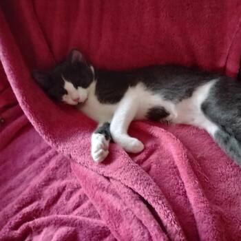 Domestic Short Hair Cats Available for Adoption in Gainesville, Florida - Nyla Harper | PetCurious