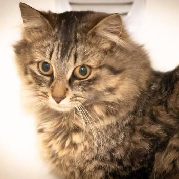 Piranha -  Domestic Long Hair Cat Available for Adoption in Victor, New York - Piranha | PetCurious