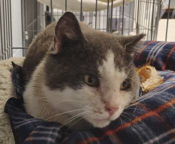 Rescue Domestic Short Hair Cats for Adoption in Saint Clairsville, Ohio - Marble | PetCurious