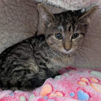 Bean -  Domestic Short Hair Cat for Adoption in Spring Hill, Kansas - Bean | PetCurious