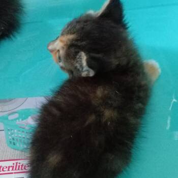 Monica -  Domestic Short Hair Cat Available for Adoption in Kerrville, Texas - Monica | PetCurious