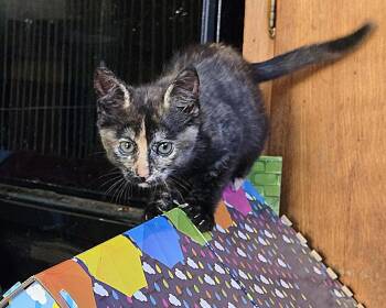 Svetlana -  Domestic Short Hair Cat for Adoption in Minneapolis, Minnesota - Svetlana | PetCurious