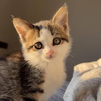 Hoodie C26-022 -  Domestic Medium Hair Cat for Adoption in Elbow Lake, Minnesota - Hoodie C26-022 | PetCurious