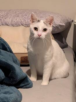 Thumb Tack -  Domestic Short Hair Cat for Adoption in Westfield, Wisconsin - Thumb Tack | PetCurious