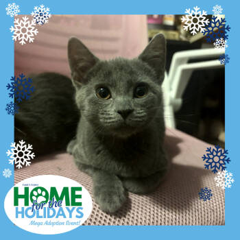 Rescue Manx and Domestic Short Hair Cats for Adoption - Bunny | PetCurious