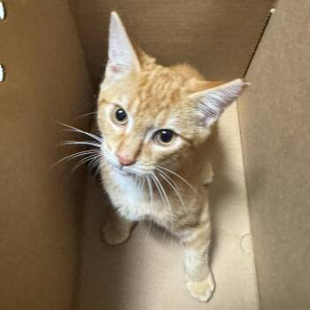 Larry -  Domestic Short Hair Cat for Adoption in Baltimore, Maryland - Larry | PetCurious