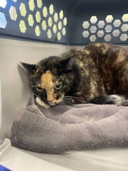 Rescue Domestic Short Hair Cats for Adoption in Longview, Texas - Callie | PetCurious