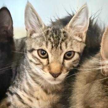 Gigi -  Domestic Short Hair Cat for Adoption in Grass Valley, California - Gigi | PetCurious