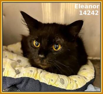 Rescue Domestic Short Hair Cats for Adoption in Marietta, Georgia - ELEANOR | PetCurious