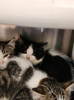 Storm -  Domestic Short Hair Cat for Adoption in Virginia, Minnesota - Storm | PetCurious