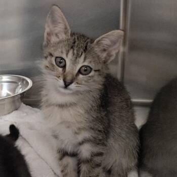 Dalia -  Domestic Short Hair Cat for Adoption in Vieques, Vieques - Dalia | PetCurious
