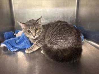 BOTTLE BRUSH -  Domestic Short Hair Cat for Adoption in Grand Prairie, Texas - BOTTLE BRUSH | PetCurious