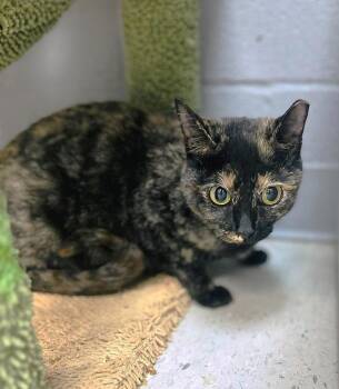 Rescue Tortoiseshell Cats for Adoption in Pegram, Tennessee - CAMILLE | PetCurious