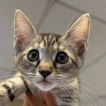 Iris -  Domestic Short Hair Cat for Adoption in Goleta, California - Iris | PetCurious