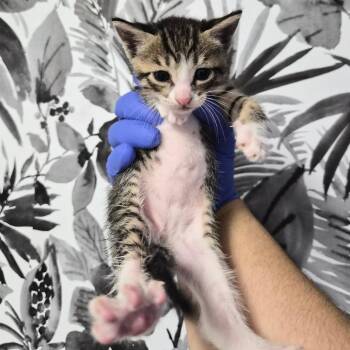 Domestic Short Hair Cats Available for Adoption in Wahiawa, Hawaii - Lyra | PetCurious