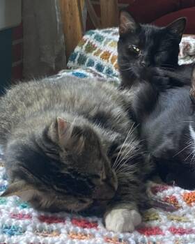 Tippy and Sauerkraut (dynamic insect hunting duo) -  Domestic Medium Hair Cat for Adoption in Lemoyne, Pennsylvania - Tippy And Sauerkraut (dynamic Insect Hunting Duo) | PetCurious
