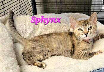 Sphynx -  Extra Toes Cat Hemingway Polydactyl Cat for Adoption in Macon, Georgia - Sphynx | PetCurious